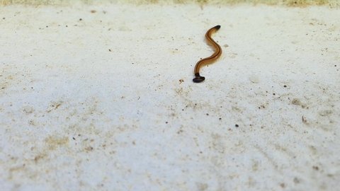 Hammerhead worm move on cement or cement floor, With head black like hammer axe or an ax and black tail tip, body brown with black stripe in middle along the longitudinal center.