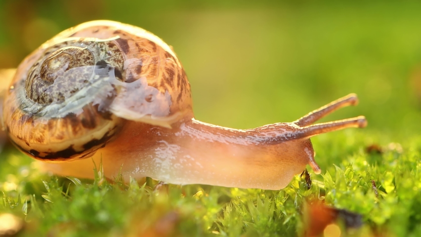 Close-up of a snail slowly creeping in the sunset sunlight. Royalty-Free Stock Footage #1067978525