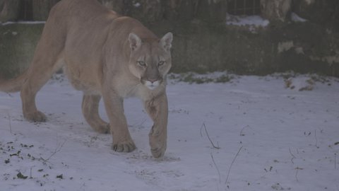 Puma in the woods, Mountain Lion, single cat on snow. Cougar walks through the winter forest. 4K slow motion, ProRes 422, ungraded C-LOG 10 bit