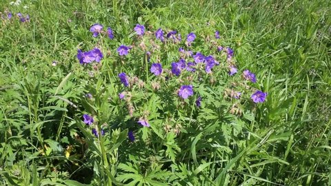 Geranium pratense or meadow geranium. A blue flower grows in a meadow. Summer sunny day.