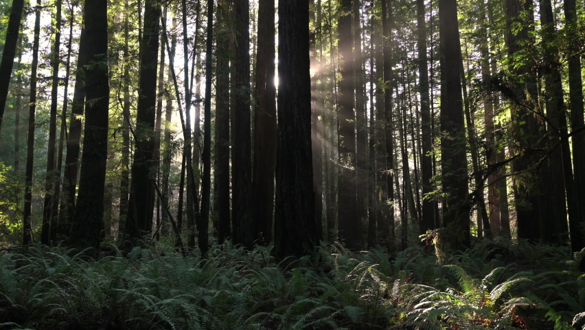 Light Rays In The Redwood Forests Of Northern California - Sunlight Through The Trees In The Forest - wide shot