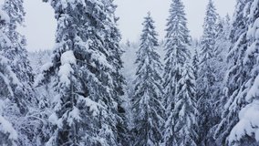 Drone aerial video of snow covered spruce trees in a mild snow fall. Ascending slowly between trees.