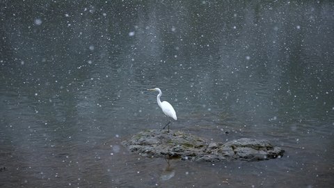 White Japanese Crane takes flight in Snow, Slow Motion
