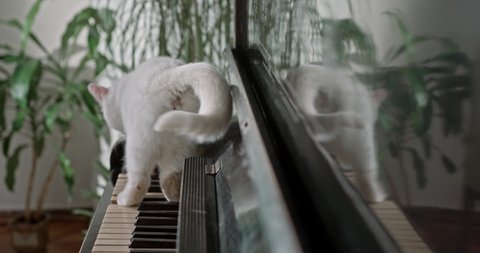 white cat walking in the house and sitting on the piano tail paw sweet standing black expression side small clean feline fluffy breed purebred cat kitty cute isolated young adorable