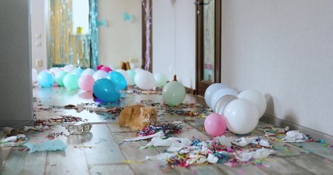 Scared, surprised cat walks on wooden laminate after party chaos, messy in living room at home, confetti and balloons, morning after party celebration.
