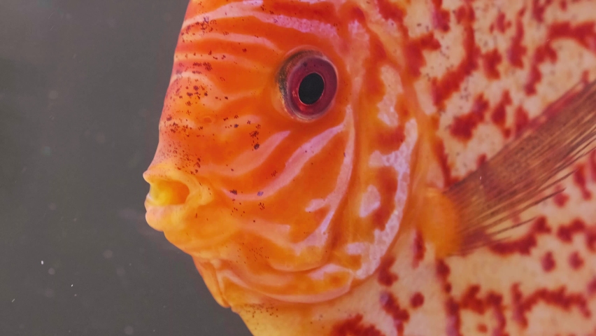 Fish discus swiming in aquarium. Close up of fish breathing.. Fishtank concept | Shutterstock HD Video #1067998250