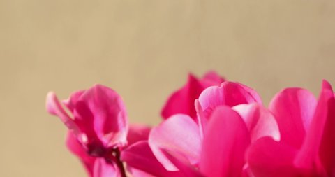 Sliding backward over a pink cyclamen flowers with shallow focus