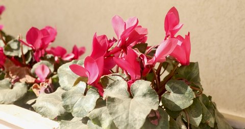Sliding forward on a red cyclamen flowers with a green leaves