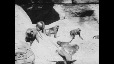1950s: Monkeys play in enclosure. Baby monkey nurses.