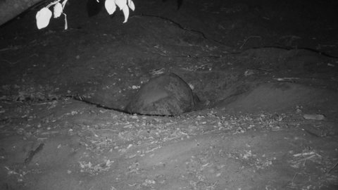 Green Sea Turtle Female Nesting Digging Hole Kicking Sand Out