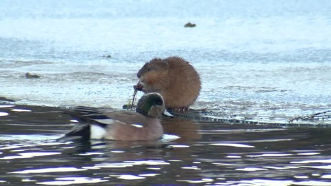 American Muskrat Eating Feeding Chewing in Winter on Ice
