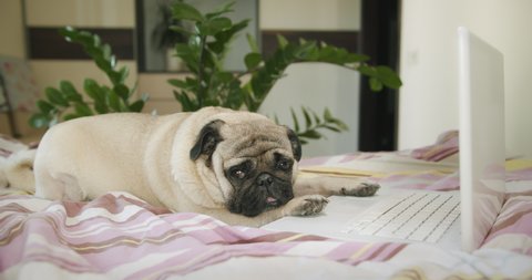 Tired, sleepy pug dog lying with notebook. Cozy bedroom. Funny dog, bored and lazy to work with laptop.  Procrastination. Funny work at home concept