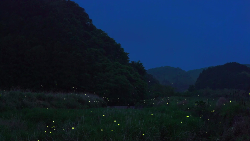 A video of many fireflies dancing around. | Shutterstock HD Video #1068013061
