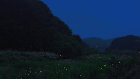a video of many fireflies dancing around.