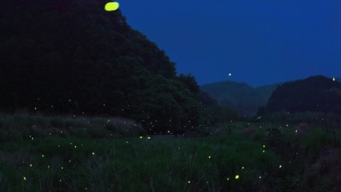 a video of many fireflies dancing around.