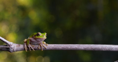 There's a tree frog perched on a branch.