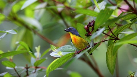 4k Nature Footage of Yellow-rumped flowerpecker (Prionochilus xanthopygius)  eating berries endemic of Borneo