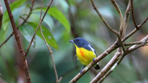 4k Nature Footage of Yellow-rumped flowerpecker (Prionochilus xanthopygius) endemic of Borneo