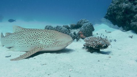 Endangered Zebra shark relaxing on the sand, dolphin ray in background. Great Barrier Reef. The Pacific Ocean. High-quality 4k footage