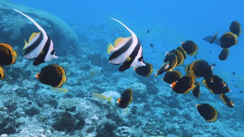 Pair of Bannerfish or false moorish idol slowly swims over the seabed in the blue water background. Schooling Bannerfish (Heniochus diphreutes. Great Barrier Reef, ribbon reef. High quality 4k footage