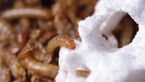 Macro shot of mealworm on styrofoam with other worms in soft background