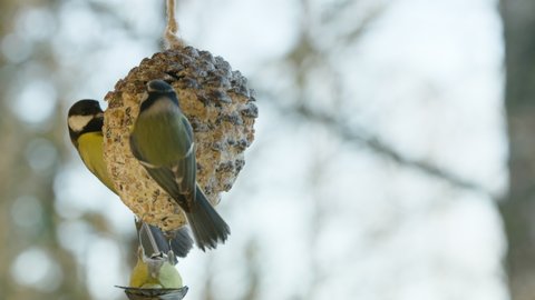 60FPS SLOW MOTION, Four great tits share a pine cone bird feeder