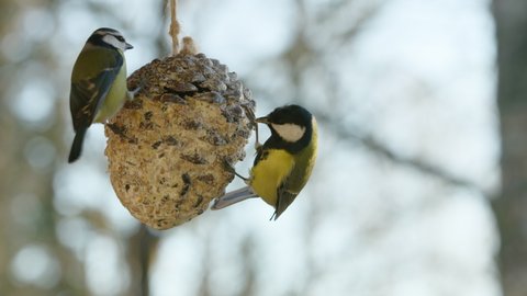 60FPS SLOW MOTION, Great tits landing, tussling and taking off from a feeder