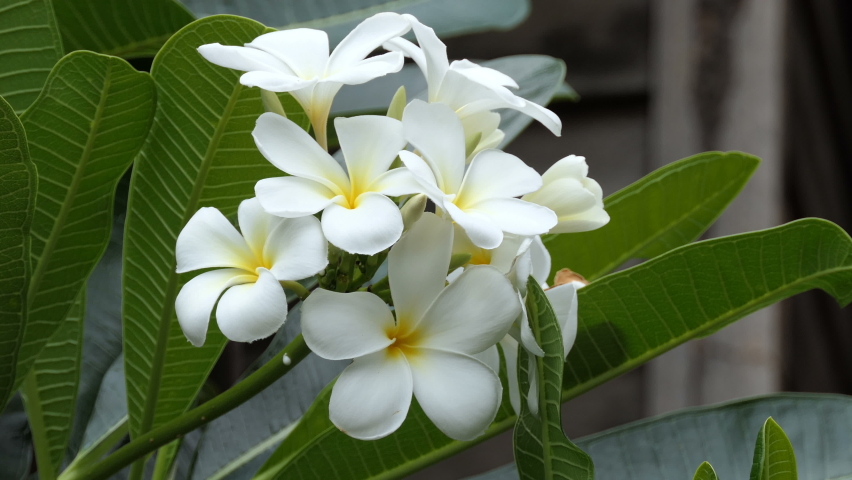 Plumeria Alba дерево