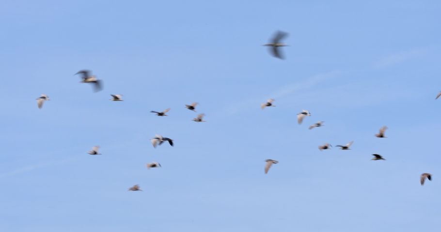 Black-crowned night herons in flight, a colony on Drava River