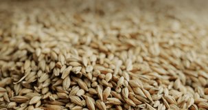 Slider shot: Selected barley - raw materials for brewing and other alcoholic beverages. 4k video