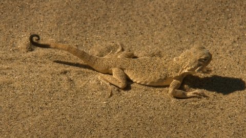 Eared spotted toad-headed Agama (Phrynocephalus mystaceus).The length of the body with a tail is up to 25 cm.The lizard lives in areas with mostly bare sand dunes.Burrows digs on the slopes of dunes