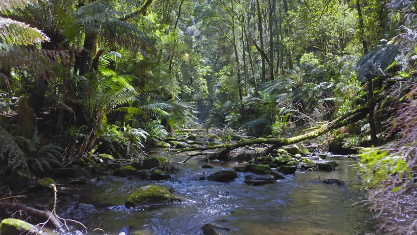 River in rainforest of Otways, Australia. Ferns and endemic jungle plants Royalty-Free Stock Footage #1068030482