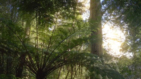 New Zealand tropical forest nature background. View of fern trees and sunshine
