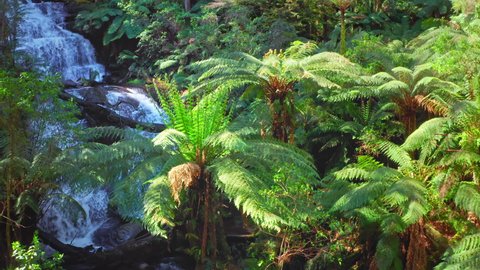 Rainforest and waterfall in Australia. Explore Great Otway National Park