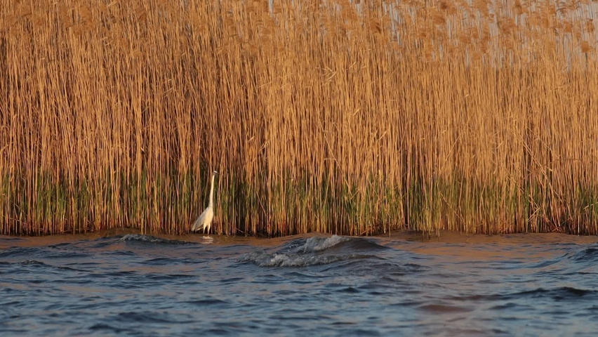 Egret in shallow water fishing at sunset slow motion

