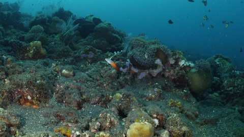 A fire dartfish (Nemateleotris magnifica) - amazing underwater world of Tulamben, Bali, Indonesia. 4k video.