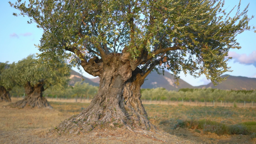 Olive tree in the landscape, Provence, France. Royalty-Free Stock Footage #1068032669