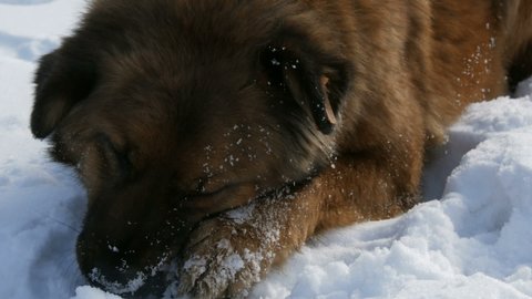 Hungry beautiful homeless big ginger dog with a sterilization tag on the ear eats a bone in the snow in winter. Dog muzzle close up view.