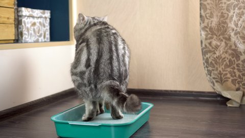 A gray British cat poops in a tray. Cat toilet in the room.
