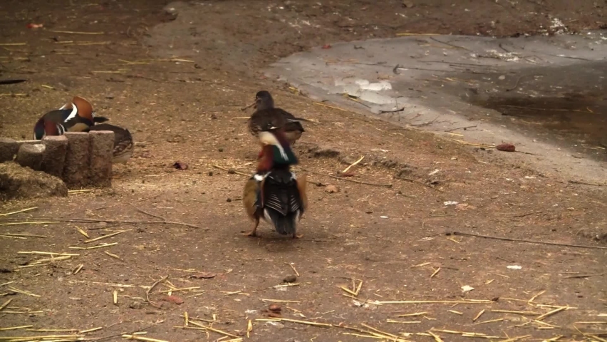 Wedding passions in mandarin ducks. Mandarin ducks (Aix galericulata) are the most beautiful ducks on the planet.