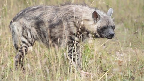 stripped hyena on grassy ground in forest eating carrion raw meat
