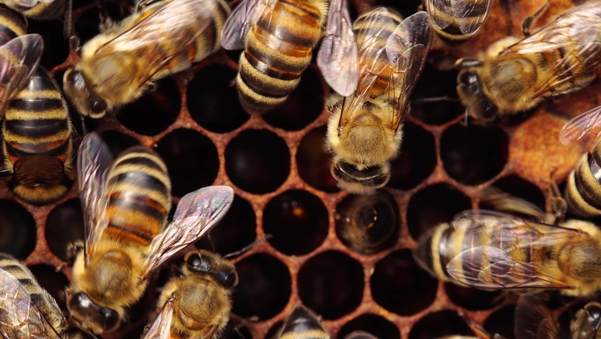 Bees inside the beehive. Honeycomb close up. Bee colony in hive macro. Honey in combs. Organic Beekeeping (or apiculture) Royalty-Free Stock Footage #1068036377
