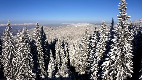 Fly near Spruce covered Snow. Aerial Drone view of Winter Forest in the Mountains. Snow covered Pine Trees from above. Nature winter Landscape 