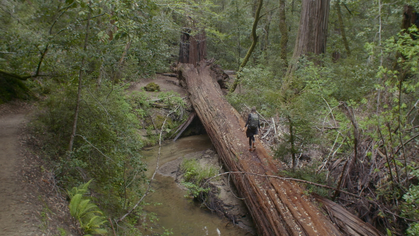 Girl Walking on Fallen Red Wood Tree Trunk at Big Basin State Park