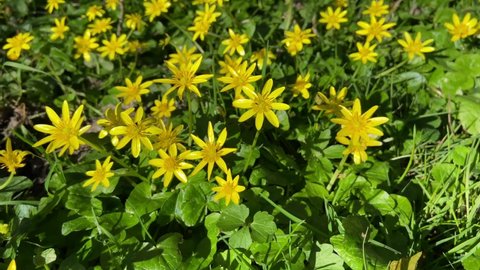 Ficaria verna subsp. - lesser celandine or pilewort plants. Yellow flowering blossom in the forest