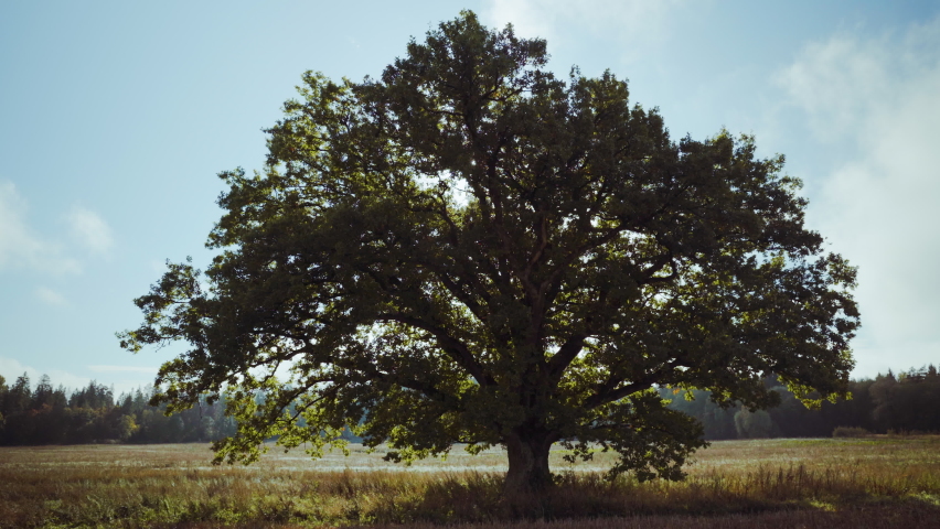 Old oak tree