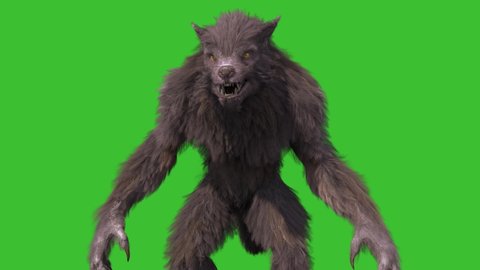 Werewolf Real Fur Green Screen Attacks Front 3D Rendering Animation 4K Horror