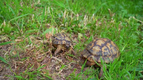Greek tortoise or spur-thighed tortoise (Testudo graeca)