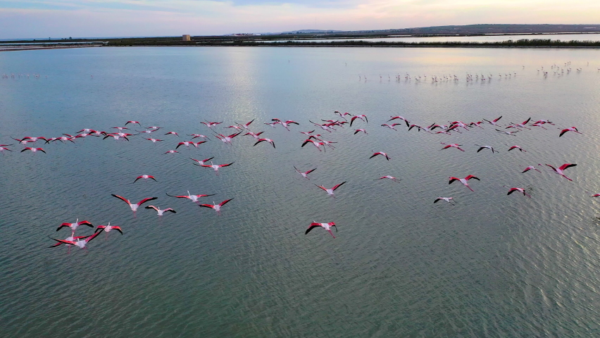 Aerial view of pink flamingos flying over the marshes of Santapola town, Spain.