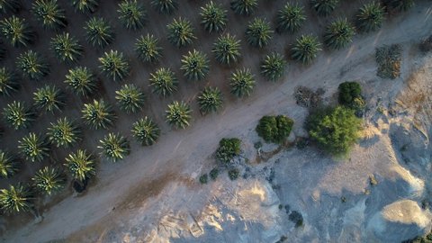 4K drone shot of a palm plantation in the Arava Desert in Israel, aerial view of the agriculture in the Middle East on a sunny day, bird's-eye perspective, adventure holidays on solitary places